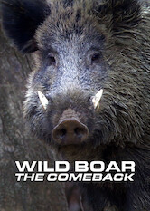 Kliknij by uszyskać więcej informacji | Netflix: Wild Boar: The Comeback | CaÅ‚e wieki polowaÅ„ doprowadziÅ‚y doÂ niemal caÅ‚kowitej zagÅ‚ady dzikÃ³w. DziÅ› jednak europejska populacja tych odpornych iÂ mÄ…drych zwierzÄ…t staje siÄ™ coraz liczniejsza.